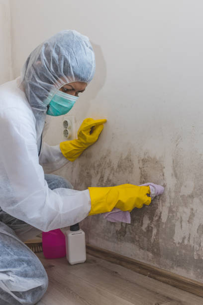 Best Forensic Mold Investigation  in St Clairsville, OH