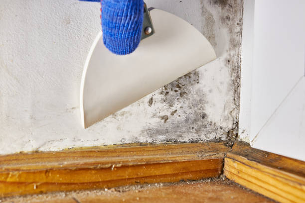 Best Mold Removal for HVAC Installations  in St Clairsville, OH